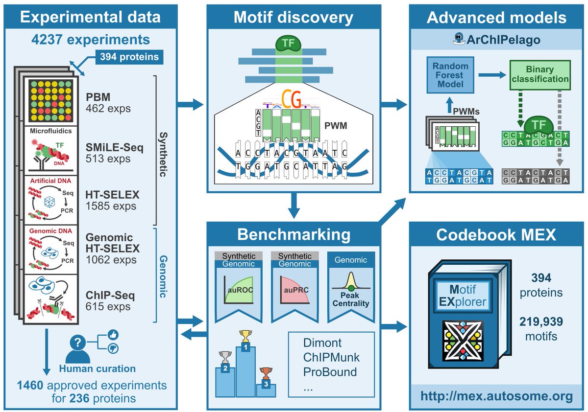 (1/13) Excited to present the results of the large-scale benchmarking of DNA motif discovery tools using the Codebook data compendium on poorly studied human transcription factors and the Codebook Motif Explorer 
dx.doi.org/10.1101/2024.1… | mex.autosome.org⬇️