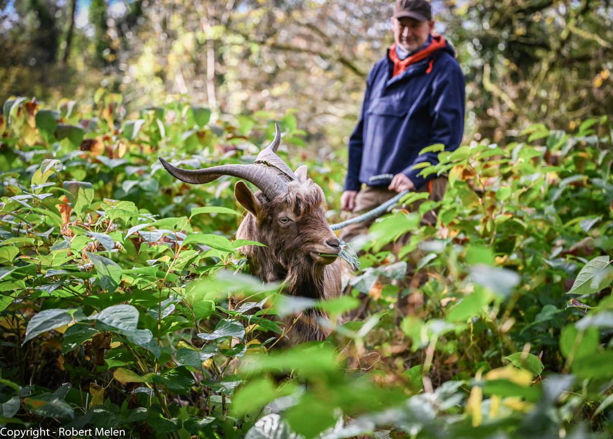 Fforest and Bilbo. Two goats helping to limit the spread of knotweed in Wales.

The goats are transported to areas of knotweed and  balsam which they can safely feed on reducing the spread in a organic and environmentally friendly way.  @bbcwales <a href="/guardian/">The Guardian</a> #animals #goats #nature