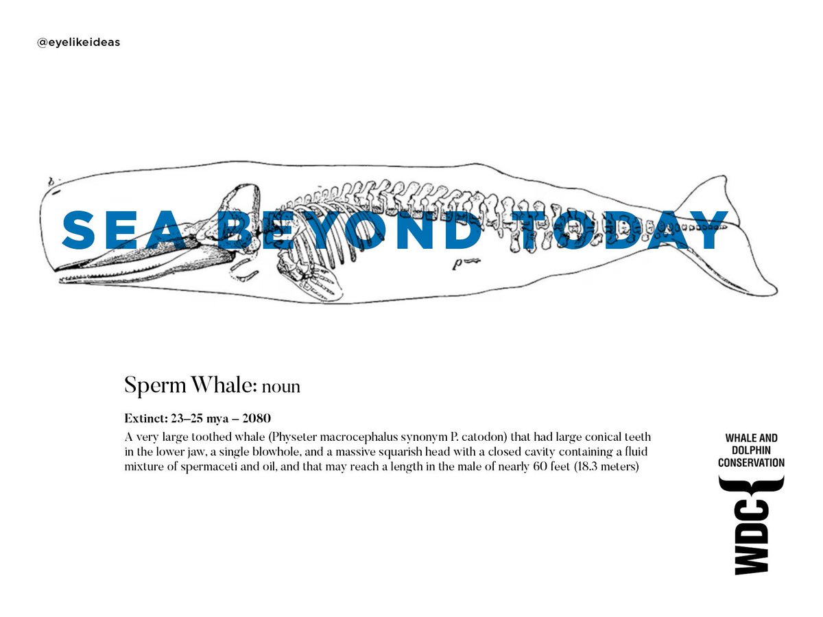 eyelikeideas (@eyelikeideas) on Twitter photo Today’s <a href="/OneMinuteBriefs/">One Minute Briefs ⏱️</a> #SaveTheWhaleSaveTheWorld <a href="/whalesorg/">Whale and Dolphin Conservation (WDC)</a> Today’s <a href="/OneMinuteBriefs/">One Minute Briefs ⏱️</a> #SaveTheWhaleSaveTheWorld <a href="/whalesorg/">Whale and Dolphin Conservation (WDC)</a>