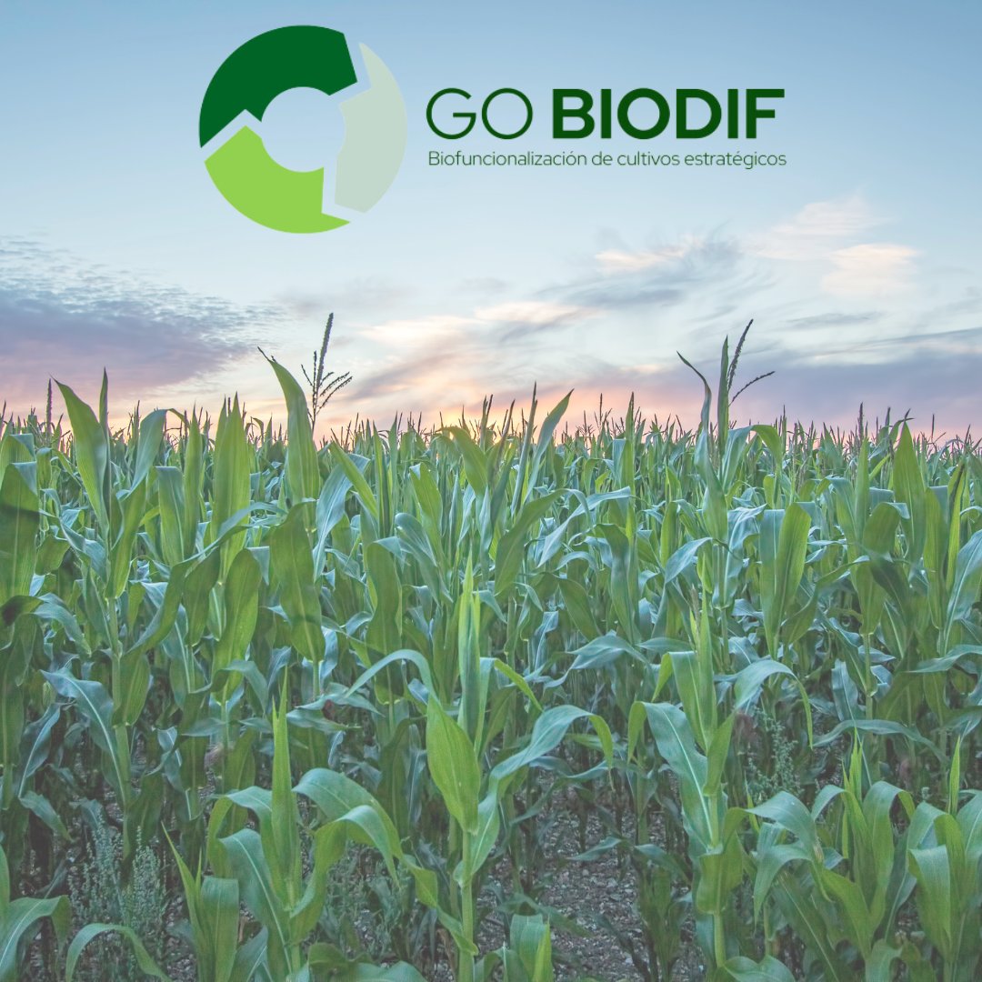 gobiodif's tweet image. 📢¡Comienza el Grupo Operativo #BIODIF! 🌽🫒🍅
➡️ Este proyecto busca la #biofuncionalización de tres cultivos estratégicos empleados como matrices alimentarias tomate, maíz y olivo para producción de aceituna de mesa y aceite, mediante la aplicación de #nanotecnología 📈🌱