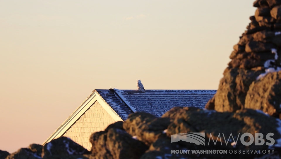 Mount Washington Observatory (MWOBS) tweet media