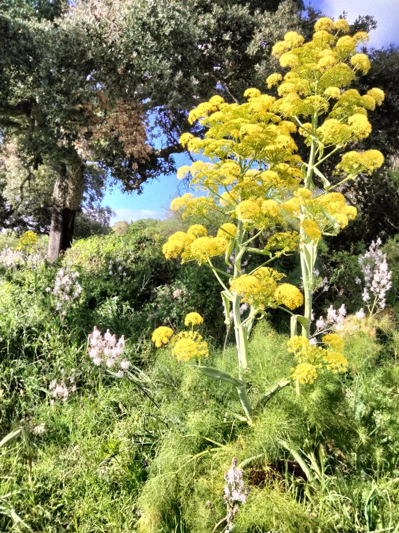 iirpo's tweet image. #citando
#PaulKlee
L'arte non riproduce ciò che è visibile, ma rende visibile ciò che non sempre lo è