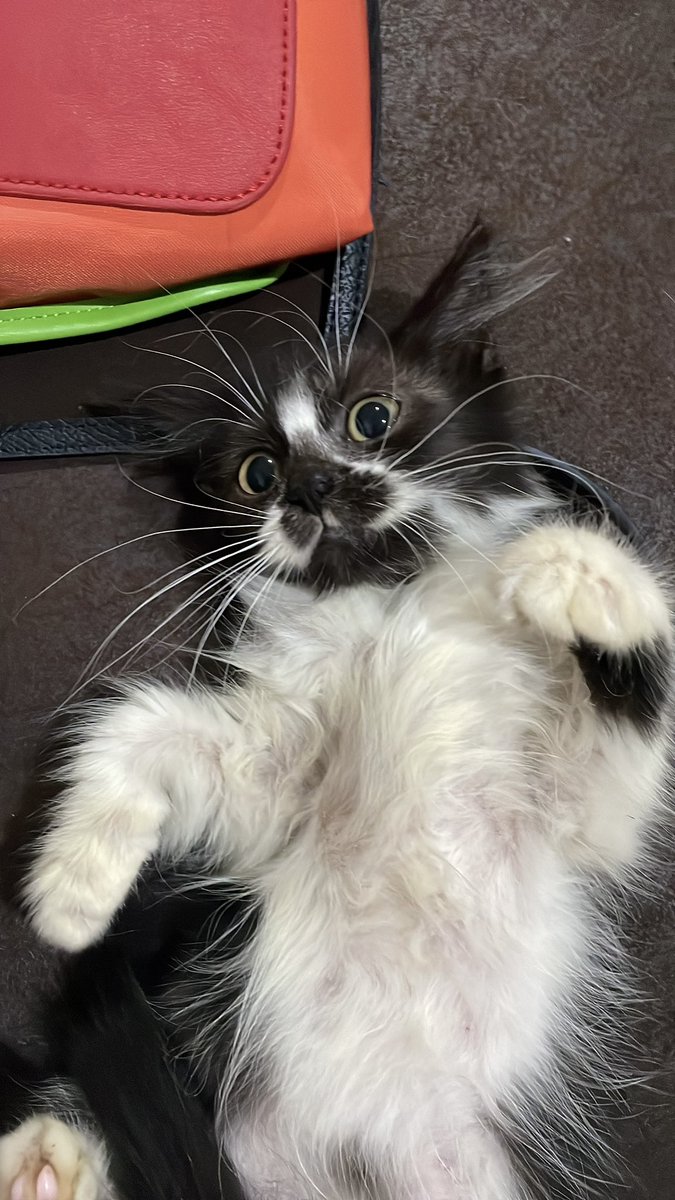 walaopun mukaku gosonk, tapi aku tetap imut -puyo