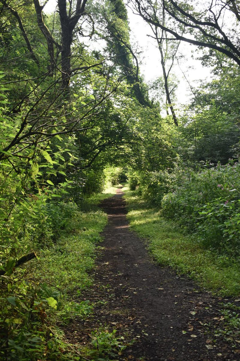 Cerberane's tweet photo. Final Lovely views from an early morning #walk in mid August
#trees
#wood
#patg
#woodland
#forest
#nature
#naturelovers
#naturephotography https://t.co/7LF1LRVSNG