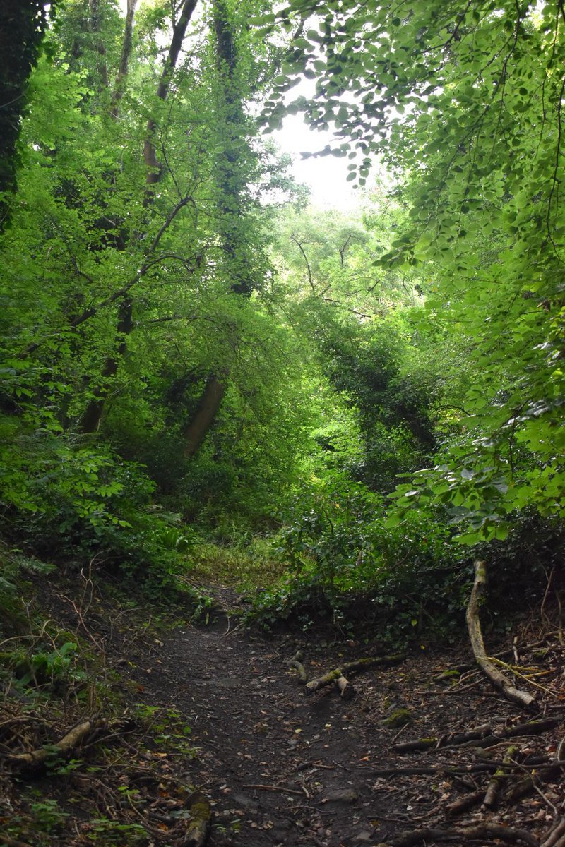 Cerberane's tweet photo. Final Lovely views from an early morning #walk in mid August
#trees
#wood
#patg
#woodland
#forest
#nature
#naturelovers
#naturephotography https://t.co/7LF1LRVSNG