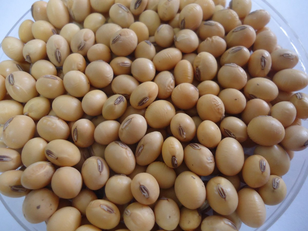 El INTA desarrolló dos nuevos cultivares de #soja🌿

Un equipo de investigación del <a href="/INTA_ER/">INTA Paraná</a> presentó dos nuevas variedades de soja que no fueron modificadas genéticamente (no OGM).

👉🏼bit.ly/40PLh0D