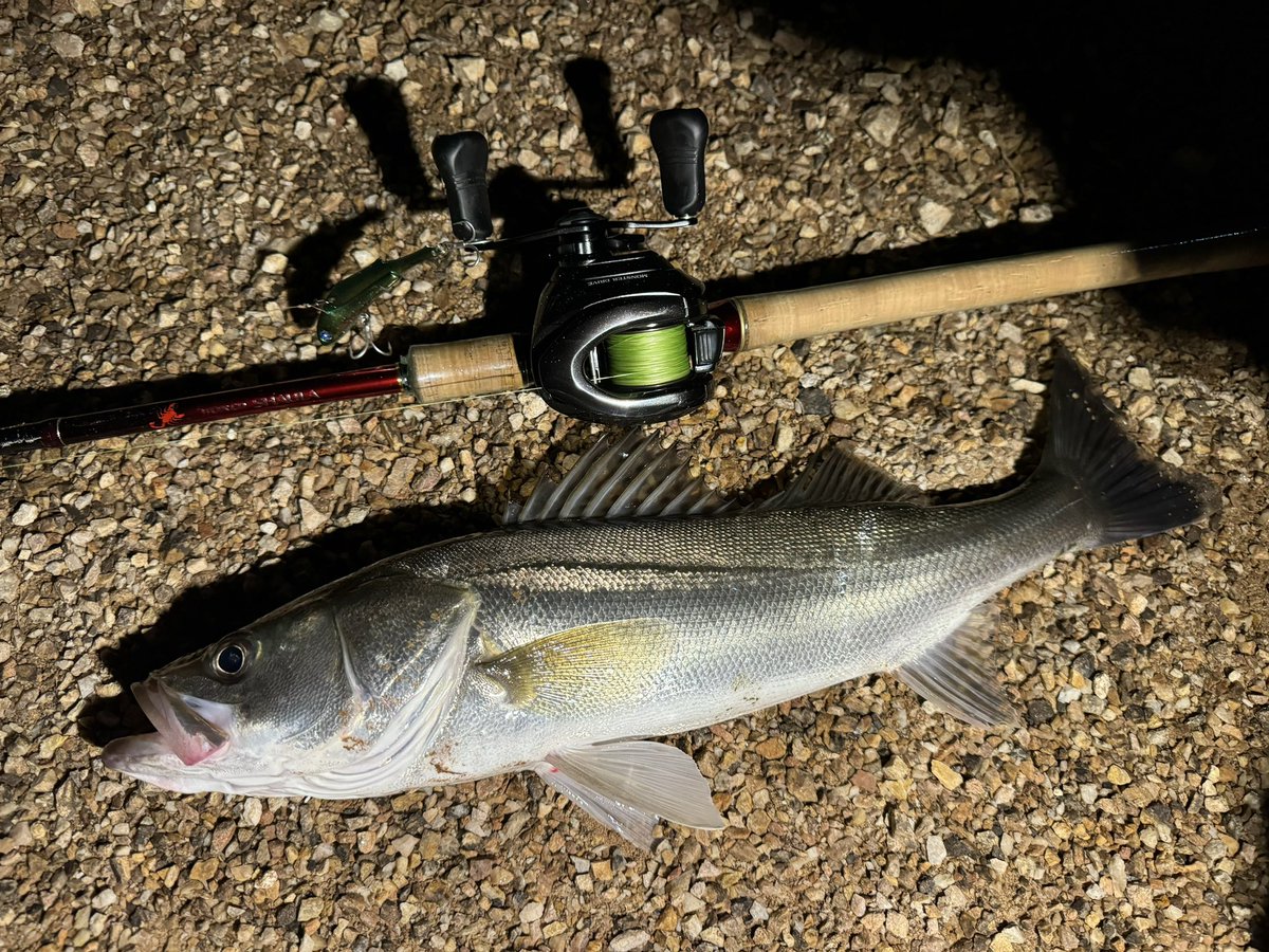 4416Fishing's tweet photo. 衣浦シーバスありがとう https://t.co/mPbKGCPNIC