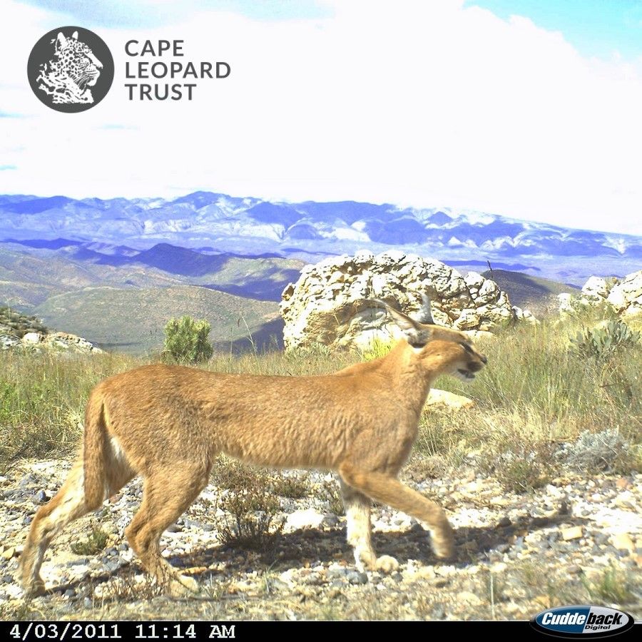 CapeLeopardTrst's tweet photo. 1/2 #CLTthrowbackpic from the @CapeLeopardTrst archives ~ stunning sunshine shot of a caracal from our Little Karoo survey back in 2011!
Some people still call this striking red cat ‘lynx’, but this is a misnomer. Caracals (rooikat ~ Caracal caracal) are native to Africa...🧵 ⬇️ https://t.co/O2asPLoFjq
