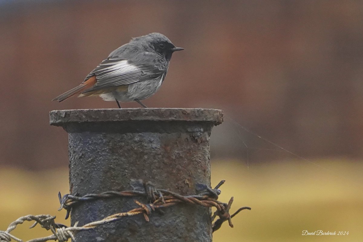 David Borderick (@daveborderick) on Twitter photo Male Black Redstart at Lowestoft Wind Turbine this morning <a href="/SuffolkBirdGrp/">Suffolk Bird Group</a> <a href="/BINsBirder/">Lee Woods</a> <a href="/BTO_Suffolk/">BTO Suffolk</a> Male Black Redstart at Lowestoft Wind Turbine this morning <a href="/SuffolkBirdGrp/">Suffolk Bird Group</a> <a href="/BINsBirder/">Lee Woods</a> <a href="/BTO_Suffolk/">BTO Suffolk</a>