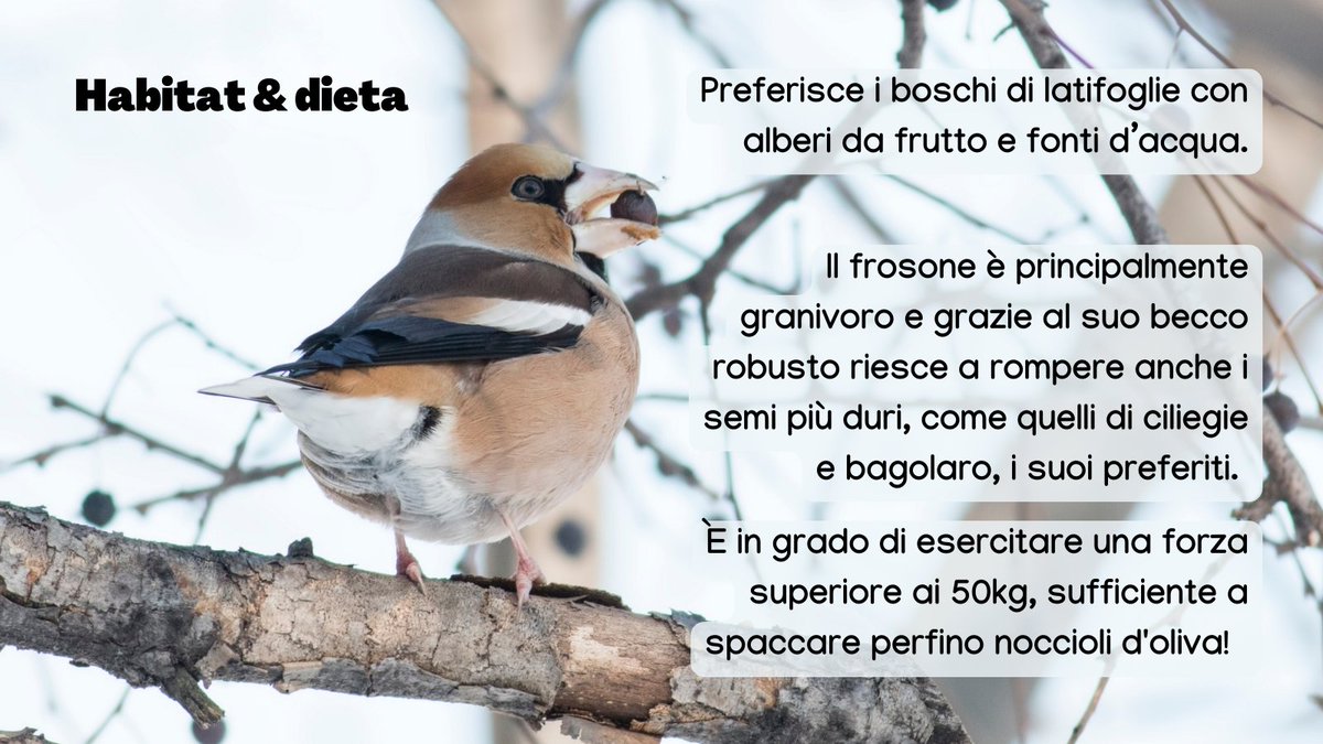 urbio_project's tweet photo. l 𝗳𝗿𝗼𝘀𝗼𝗻𝗲 è un uccello molto schivo ma, grazie ai nostri volontari, abbiamo raccolto 342 osservazioni! 📸🐦

Vuoi aiutarci a monitorare gli animali della tua città? ➜https://t.co/fnmgVvwvp4 

#citizenscience #CSI #frosone #birdwachingitalia #urbanbirds https://t.co/tkkQc5jXNk