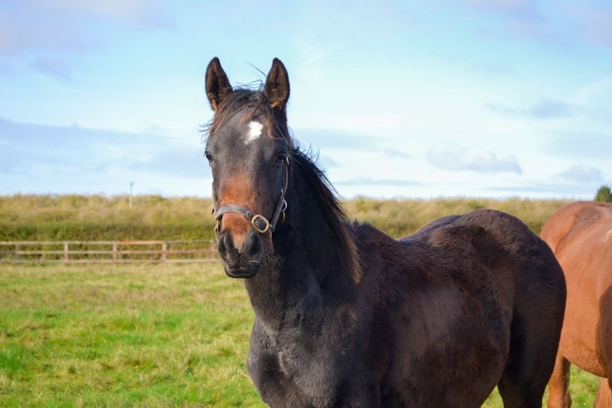 NatStudStallion's tweet photo. Growing up 🥺📈
Pictured at less than a month old ➡️ 9 months old

1) A colt by Mohaather colt (@shadwell_eu)
2) A National Stud owned filly by Saxon Warrior (@coolmorestud)

#Growing #Foals #Weanlings #Classof24 #Raised #Grazed #NSboarding #Thoroughbred #Breeding #Futurechampion https://t.co/E3gqe3RlfE