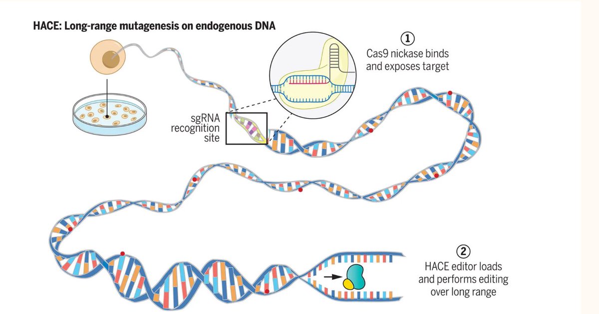 Move over CRISPR, here comes HACE!  “….combines CRISPR’s precision with the ability to edit long stretches of DNA, making it a powerful tool for targeted evolution.”

news.harvard.edu/gazette/story/…