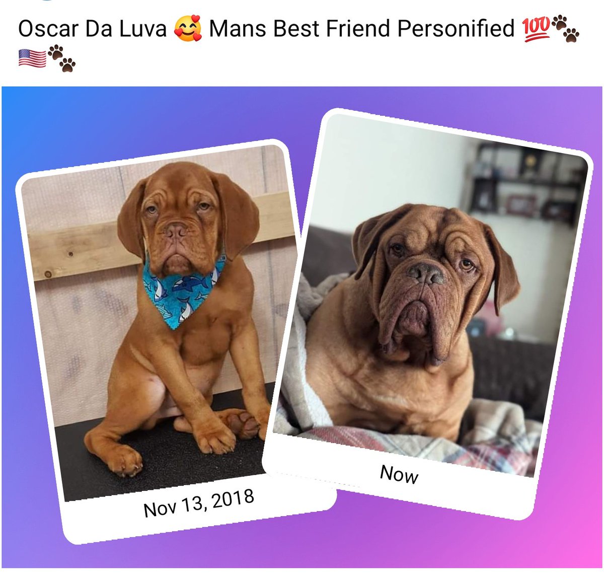 mafia_mastiff's tweet photo. Oscar Da Luva wants to say Hi 👋 and Thank you for Electing his favorite POTUS Donald J Trump. 😊 🐾🇺🇸🐾
#DogsForTrump https://t.co/kdhBHEYwJe