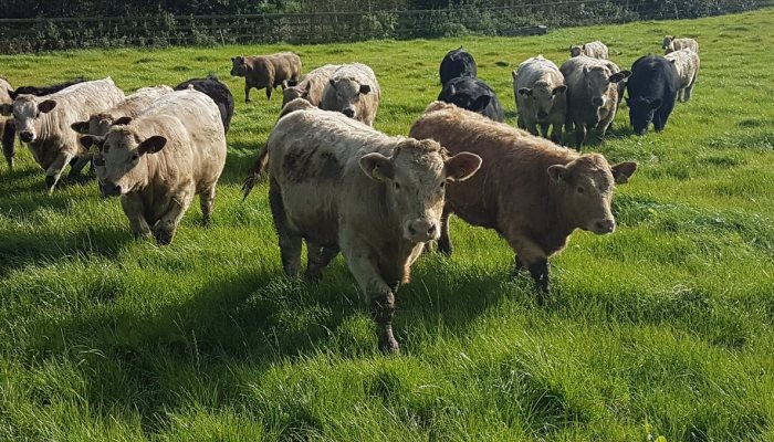 teagasc's tweet photo. Although no cases of bluetongue have been detected in Ireland, Catherine Egan, @TeagascBeef Specialist reminds us that Irish cattle and sheep remain at high risk from the disease. Find out more https://t.co/ZKlKR6ZOW6
#BeefCon24 https://t.co/ryyct8dk9h