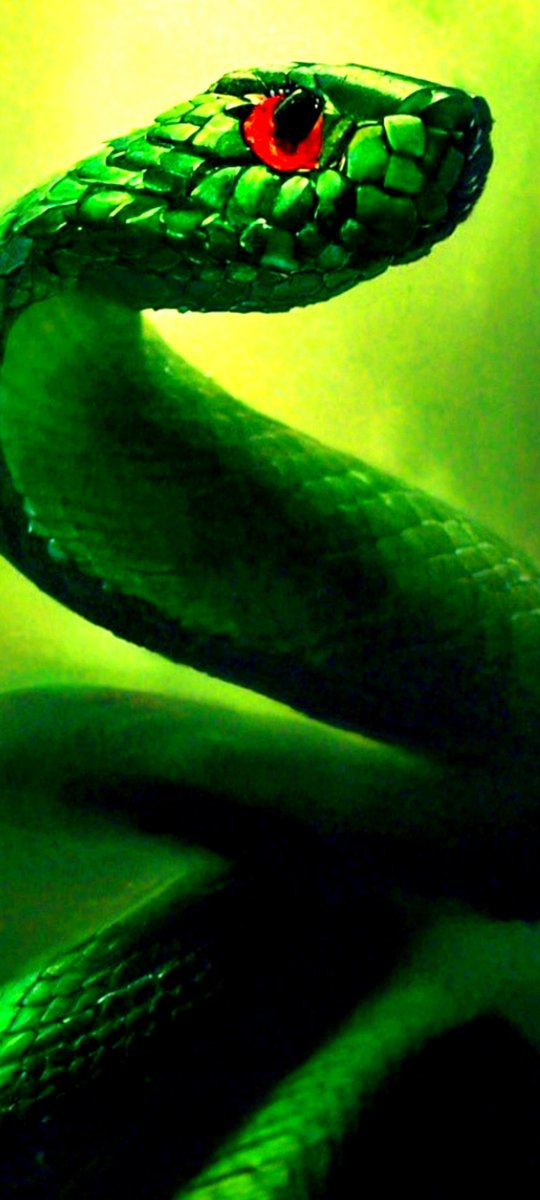 🐍🐍🐍2025.🐍🐍🐍