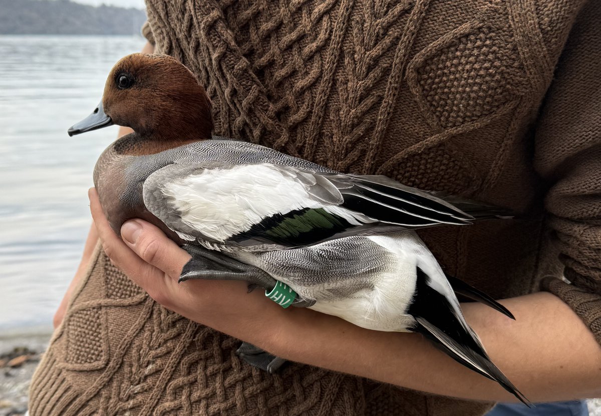 whitwellbird's tweet photo. Joined SCAN RG recently, working within the beautiful scenery of N Wales. The catch was 131 Redshank, with the oldest having been ringed back in 2006! 16 Wigeon were also CR for #ProjectPenelope https://t.co/9sneS2kVWK