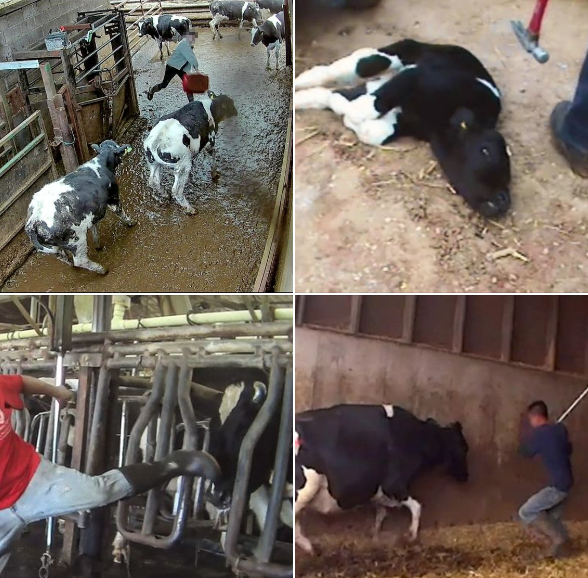 farmedanimals's tweet photo. THE ONLY THING WE NEED FROM ANIMALS IS FORGIVENESS https://t.co/gMDZxZrdjc