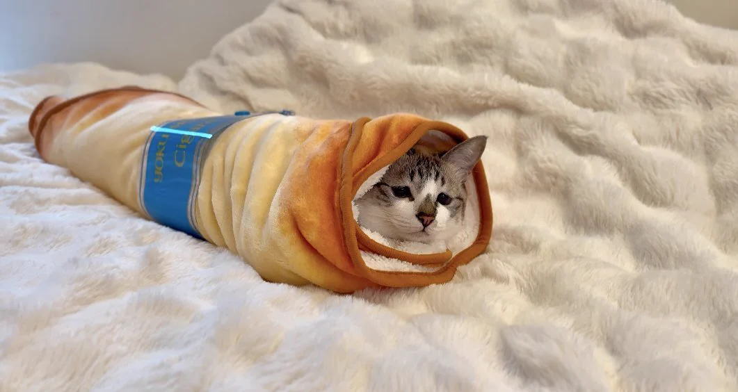 ぴえん猫ミント on X: 