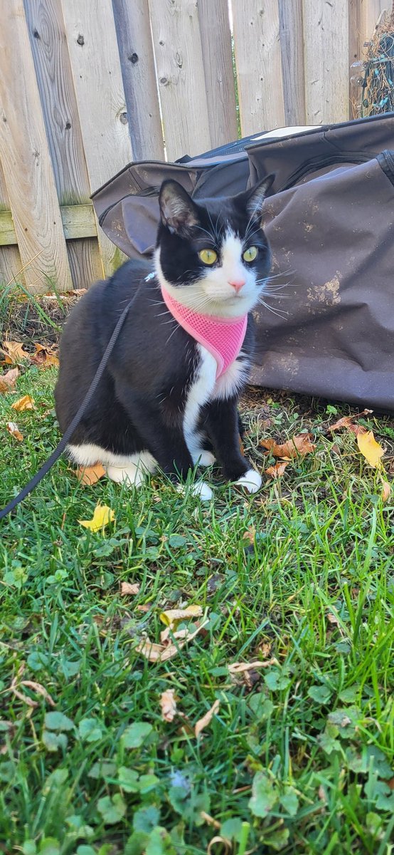 littleguybeemo's tweet image. guy who isn't scared of the wimd