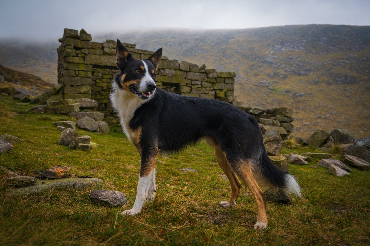 Photo_ryan5's tweet photo. Lagertha guarding the quarry quarters in the Mournes. 
@DiscoverIreland @discoverirl @NationalTrustNI @TourismIreland @NTMournes @DiscoverNI https://t.co/XWdpnhK93V