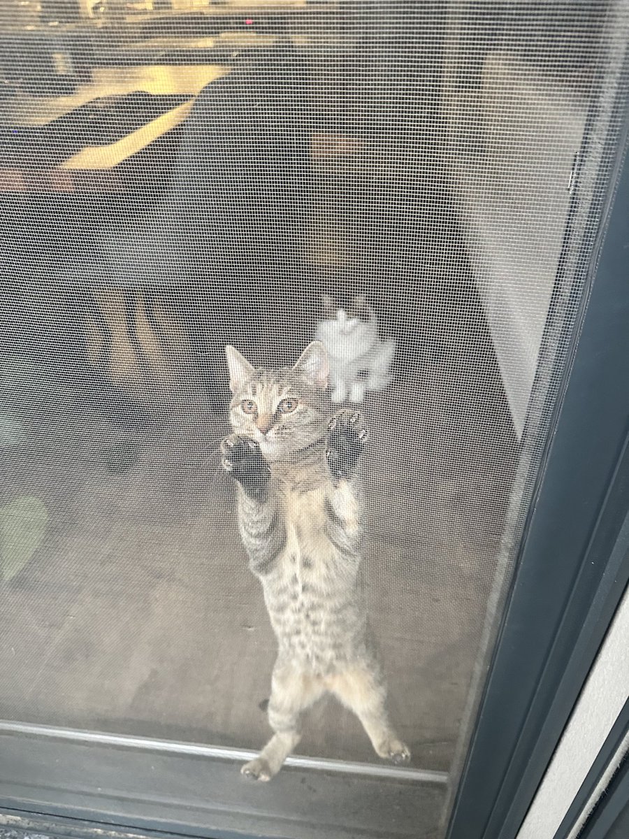 Ane bisi de al bahçeye