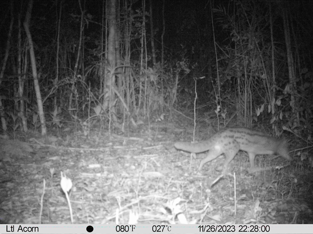 So impressed by camera traps as method to improve faunal inventories.  This image is the first evidence of Fossa fossana (VU) living in Agnalazaha Forst #Madagascar. Thanks Claude Ralazampirenena.