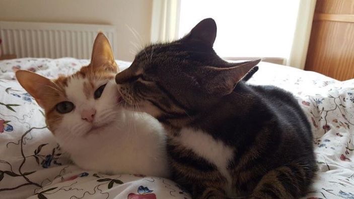cat archives tweet media
