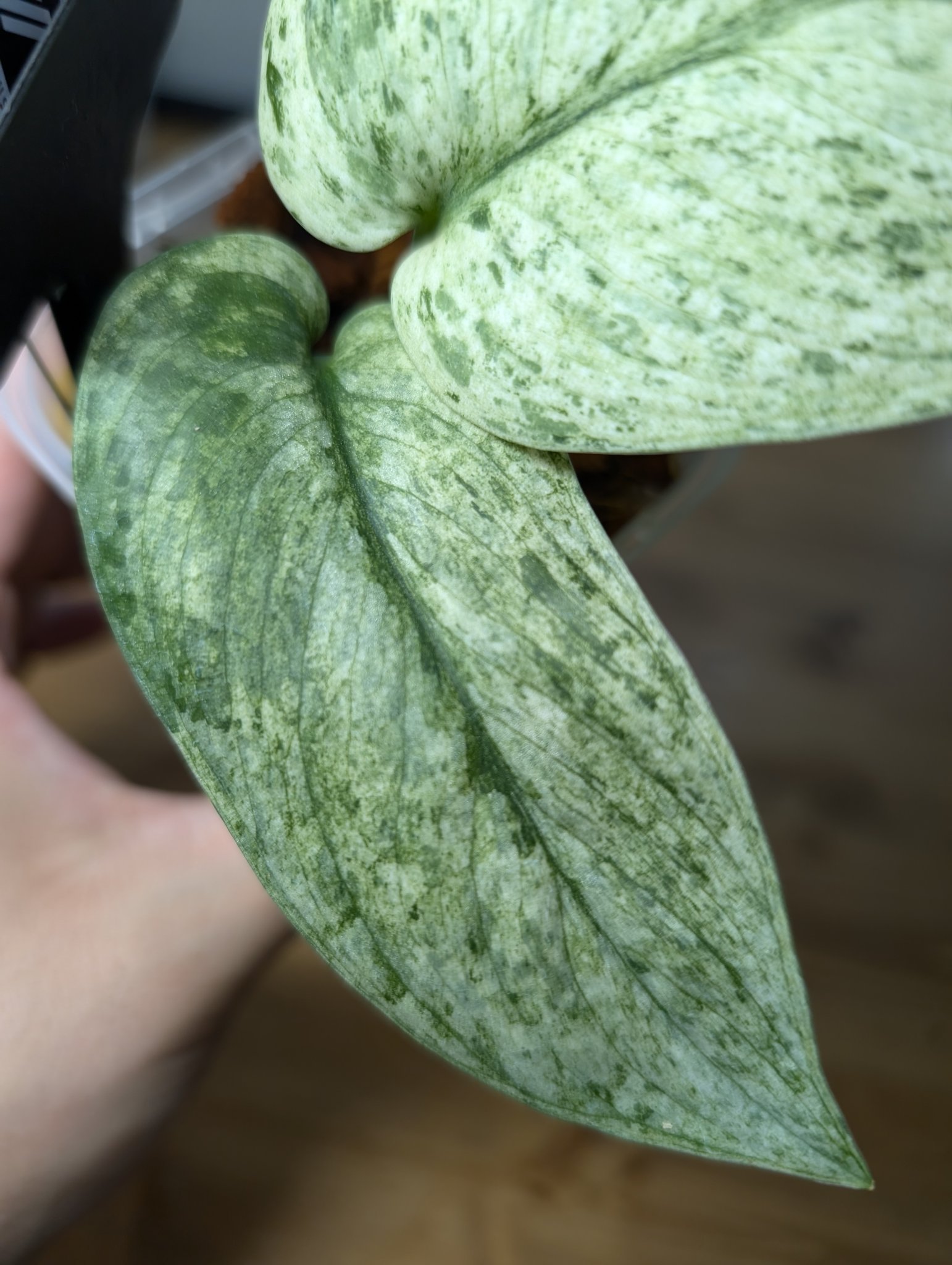 NakayamaPlants 5/18出張NakayamaPlants大阪 على X
