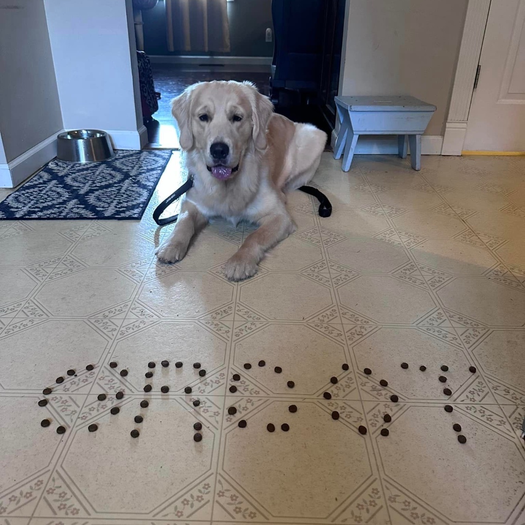 Groot 💚

#GotYourSixSupportDogs