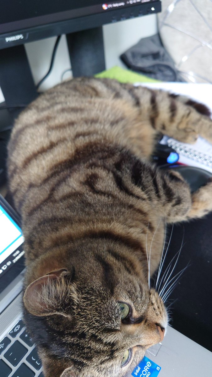 iammj71's tweet photo. @mrgarethbrooks This one likes to fall asleep on my mouse mat. https://t.co/dgRYdrlp7H