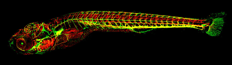 FBMH_UoM's tweet photo. Dr Richard Naylor has won @OfficialUoM's 3Rs prize for developing a powerful way to minimise suffering in animals when studying kidney disease. https://t.co/7RnoJUTude