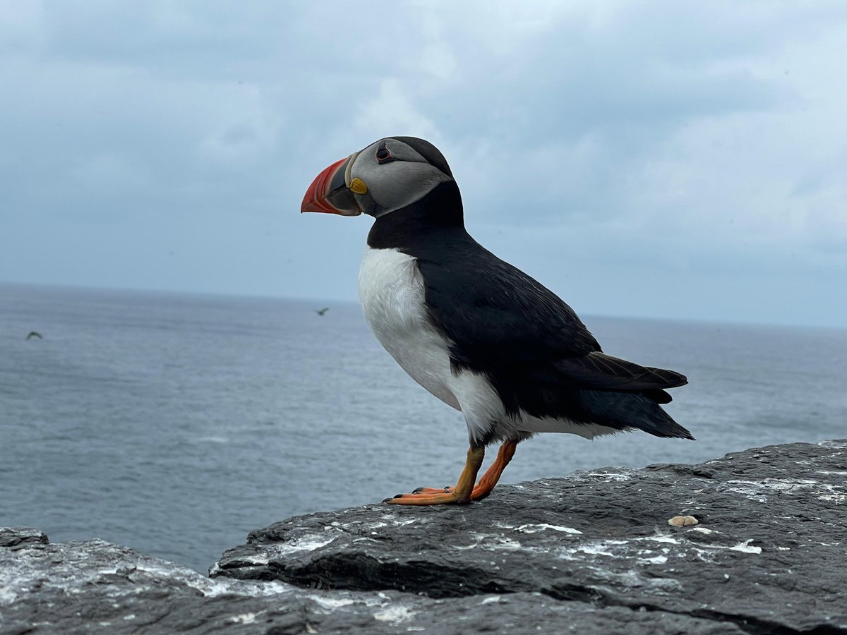 🪶 Good news for nature! After over 25 years, the Birds Case is finally closed. This was the longest-standing environmental infringement against any EU Member State. It took the #GreensInGovernment to address the issues &amp; get it closed off by the Commission #GreensDeliver #GE24