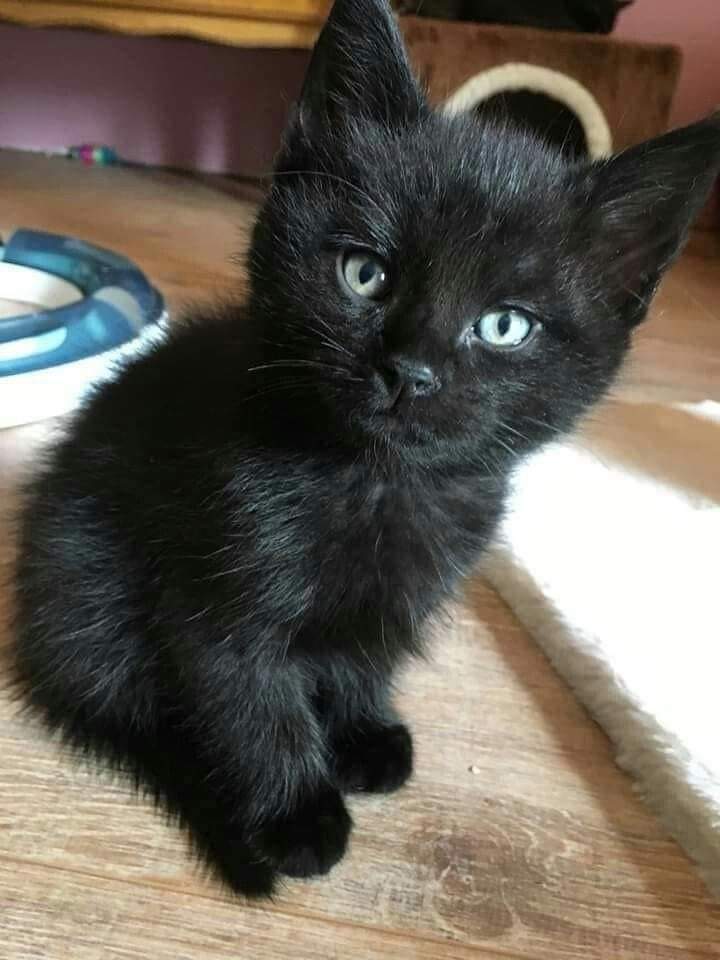 Happy Cat 🐱💟 tweet media