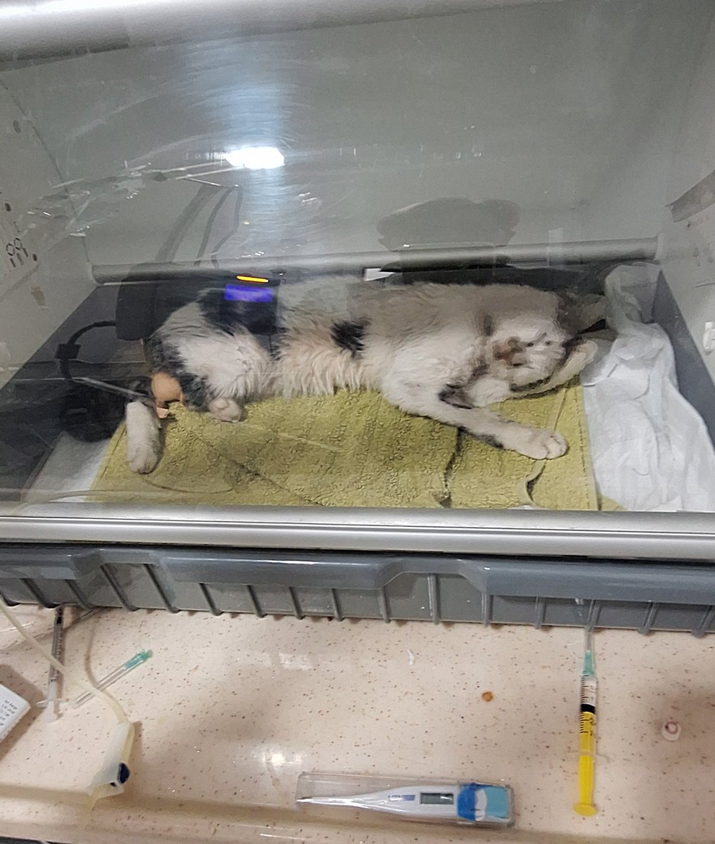 Bu haldeyken toparlayıp taburcu oldu ancak klinik giderinden kalan meblağ 2600TL.destek olurmusunuz? 
Klinik iban DM