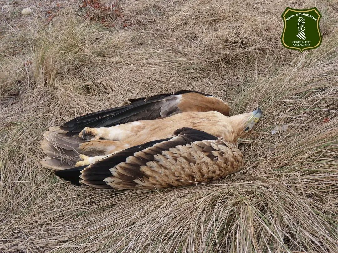 Presentamos QUERELLA en el juzgado de Instrucción de Requena con motivo de la electrocución de un águila imperial ibérica, una especie en peligro de extinción, en un tendido eléctrico carente de medidas de seguridad para la avifauna ubicado en la pedanía requenense de Hortunas.