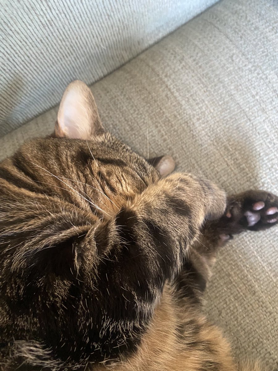 the apology I just gave the cat after waking up 45 min past her breakfast time