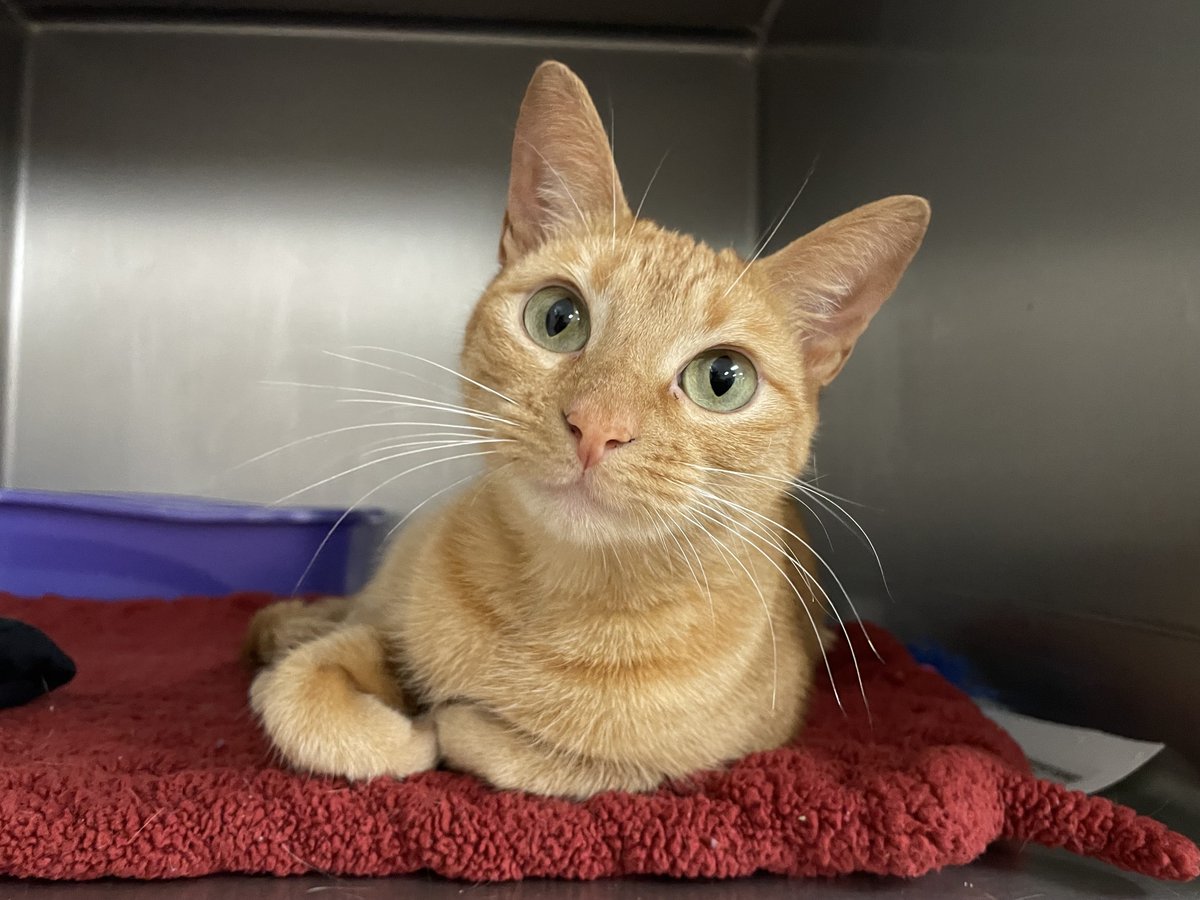 Aggieland Humane Society tweet media