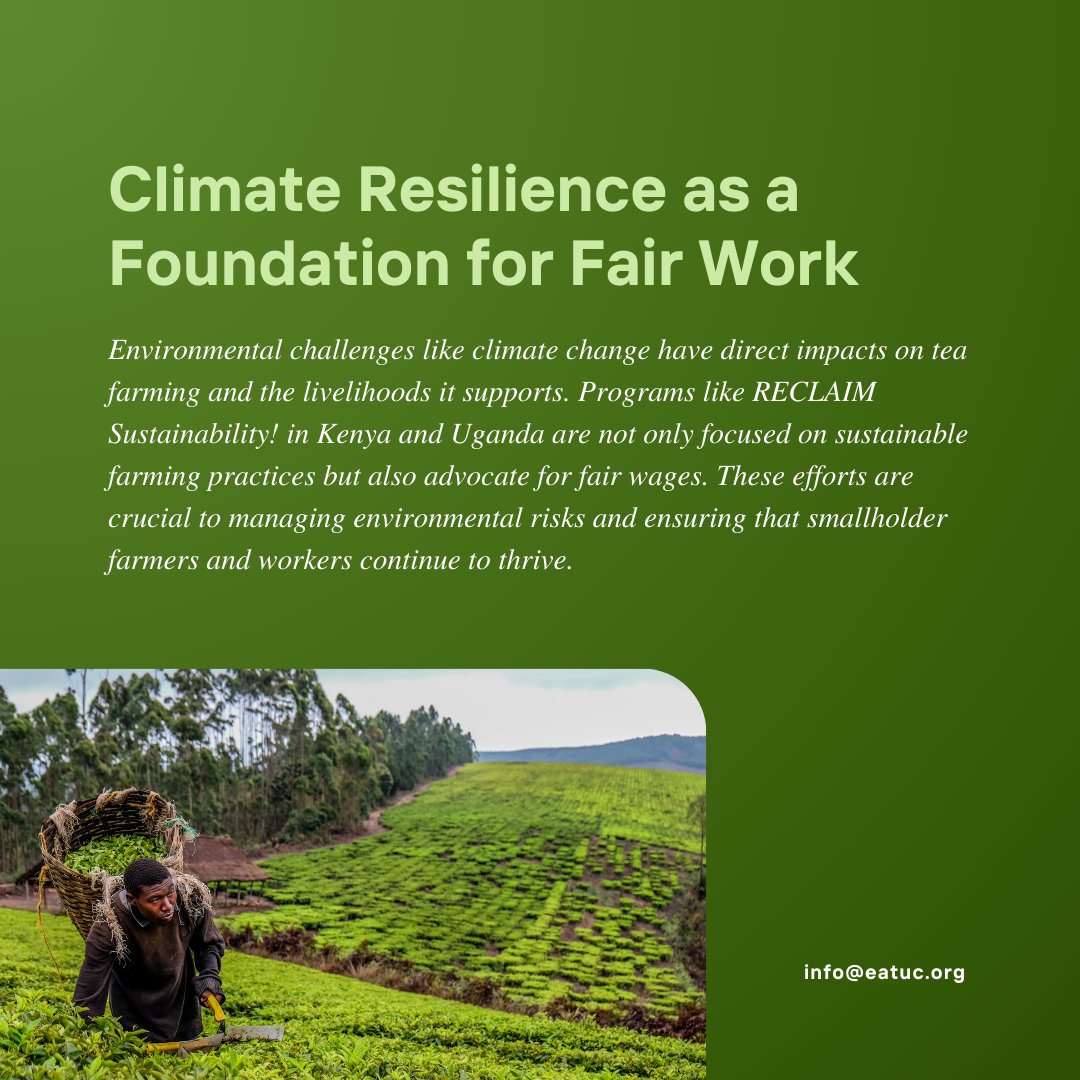 Tea farming drives East Africa’s economy, supporting millions of livelihoods. With climate change affecting the sector, EATUC is pushing for fair wages and sustainable practices in Kenya and Uganda to build resilience, protect workers, and secure a fair future. #EATUC #EastAfrica