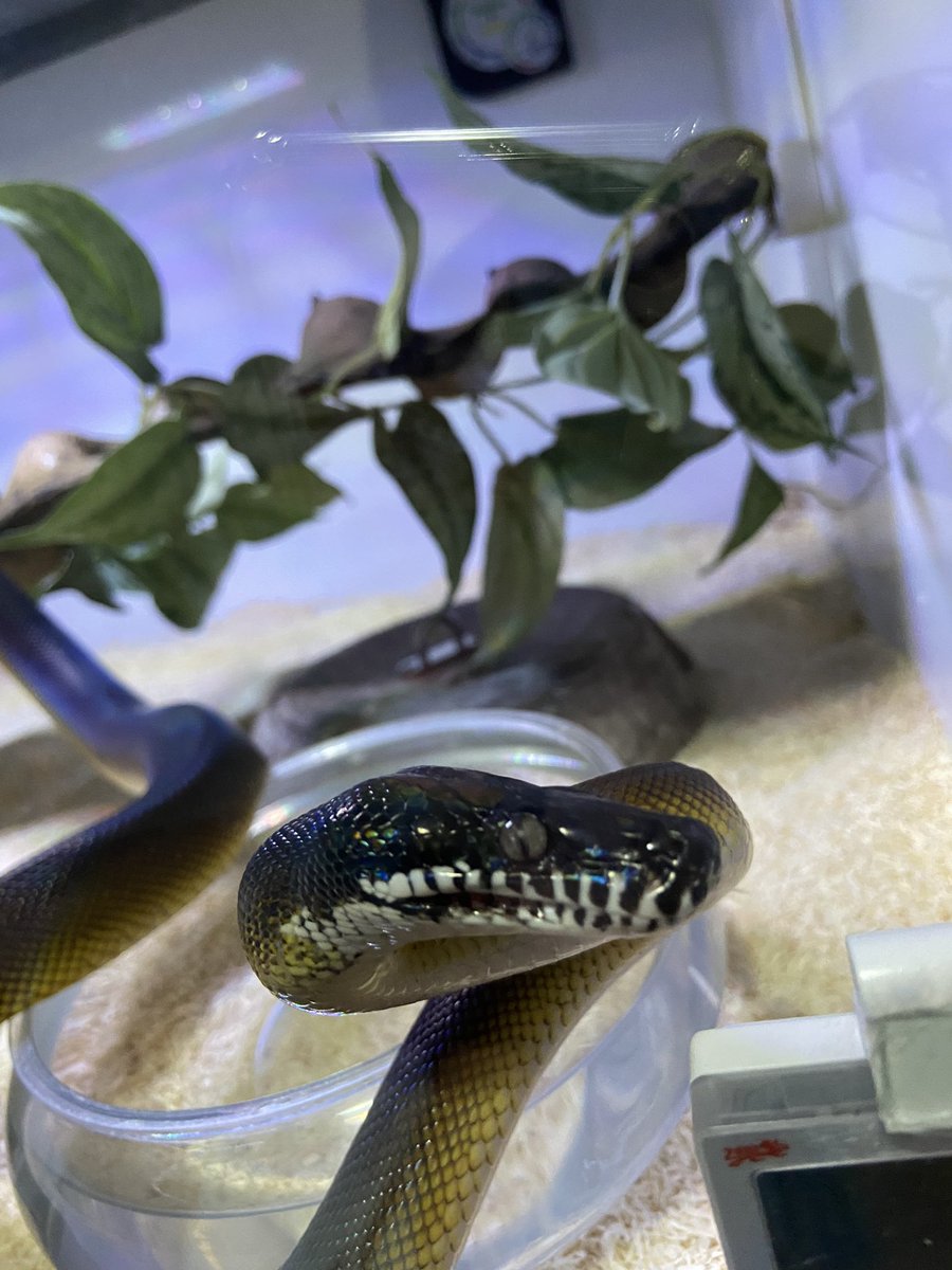 salt_Python_31's tweet image. 腹減りくれくれモード🥹
人懐こいのはこん時だけ😅