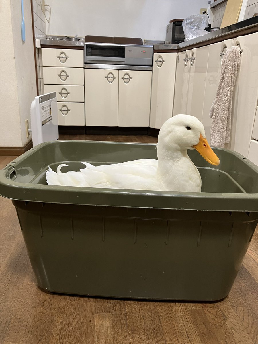 yamatokakeru_'s tweet image. 今日もかわよい。

おやすみなさいませ！

#dack
#おやすみ
#アヒル
#メンヘラ