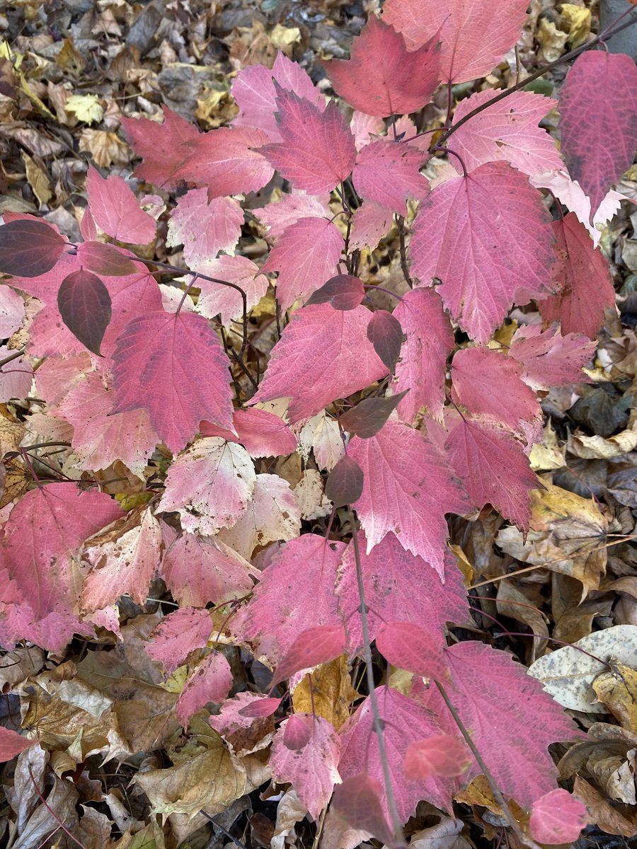 Great newsletter this month <a href="/BRVogt/">Lawns are a grift meant to keep us subservient.</a>. 

Digging my late fall colors too!