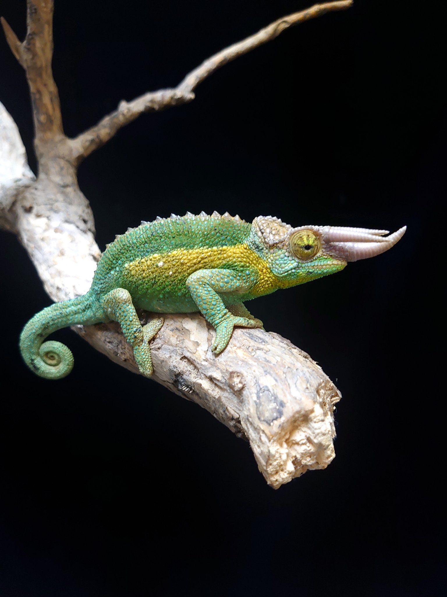 ロビ族　カメレオン The new Parson's chameleon's breeding environment! The name