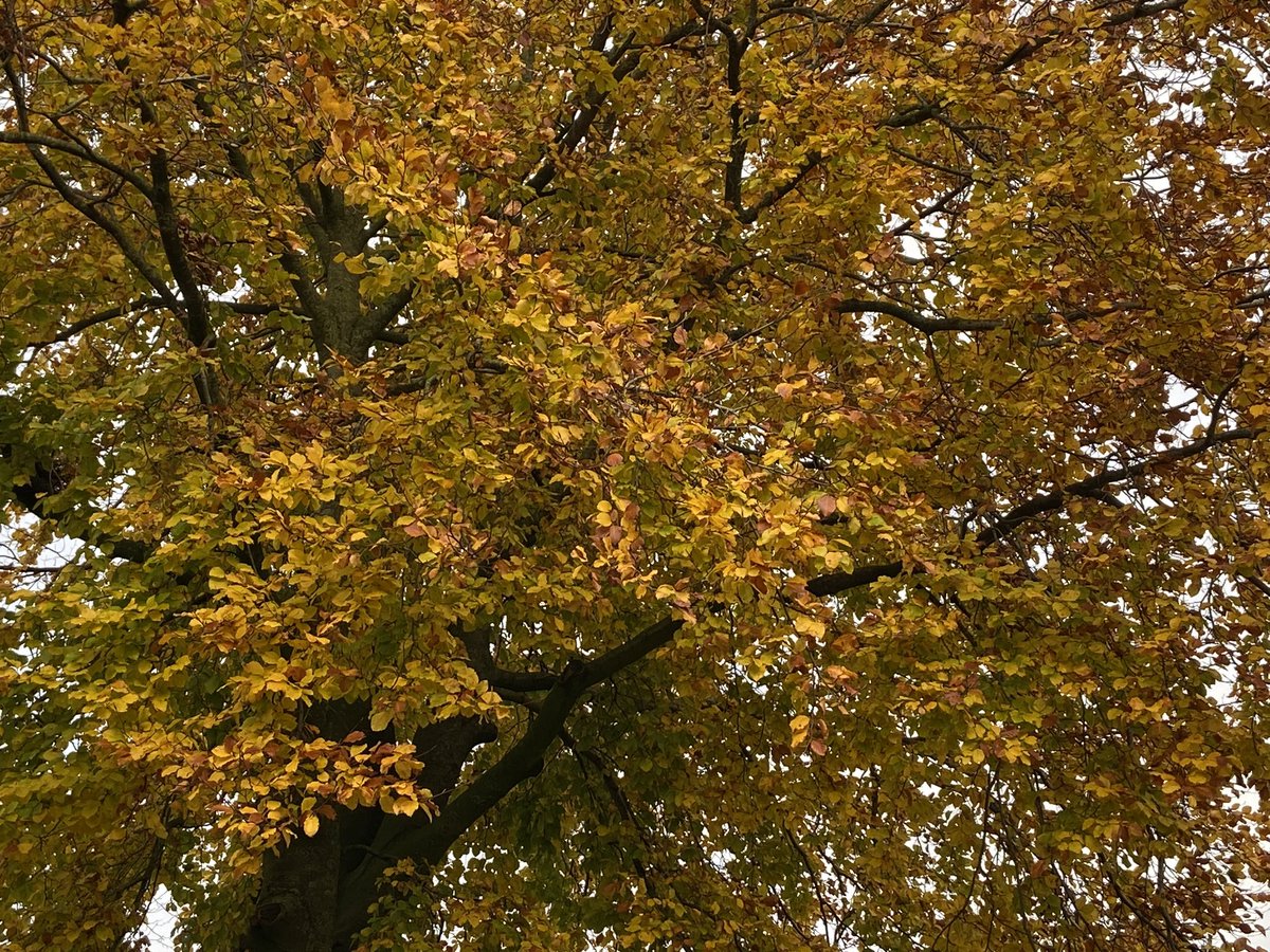 boerinhendrika's tweet photo. Nog genoeg herfstkleuren op deze grijze dag.

#veldesdoorn
#beuk
#berk
#erfbeplanting https://t.co/JCt4UXHaKF