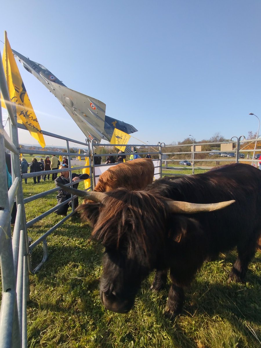 🚨Betail contre rafales !?!!🚨🚨🚨

👊La <a href="/ConfPaysanne/">Conf' Paysanne</a> en action aujourd'hui pour dire stop au #Mercosur qui va laisser entrer des tonnes de 🐂  sud-americain au hormones, sans aucun droit de douane! Tout ça pour que l'UE leur refourgue des 🚗 et des ✈️ 

Pour nous, c'est NON