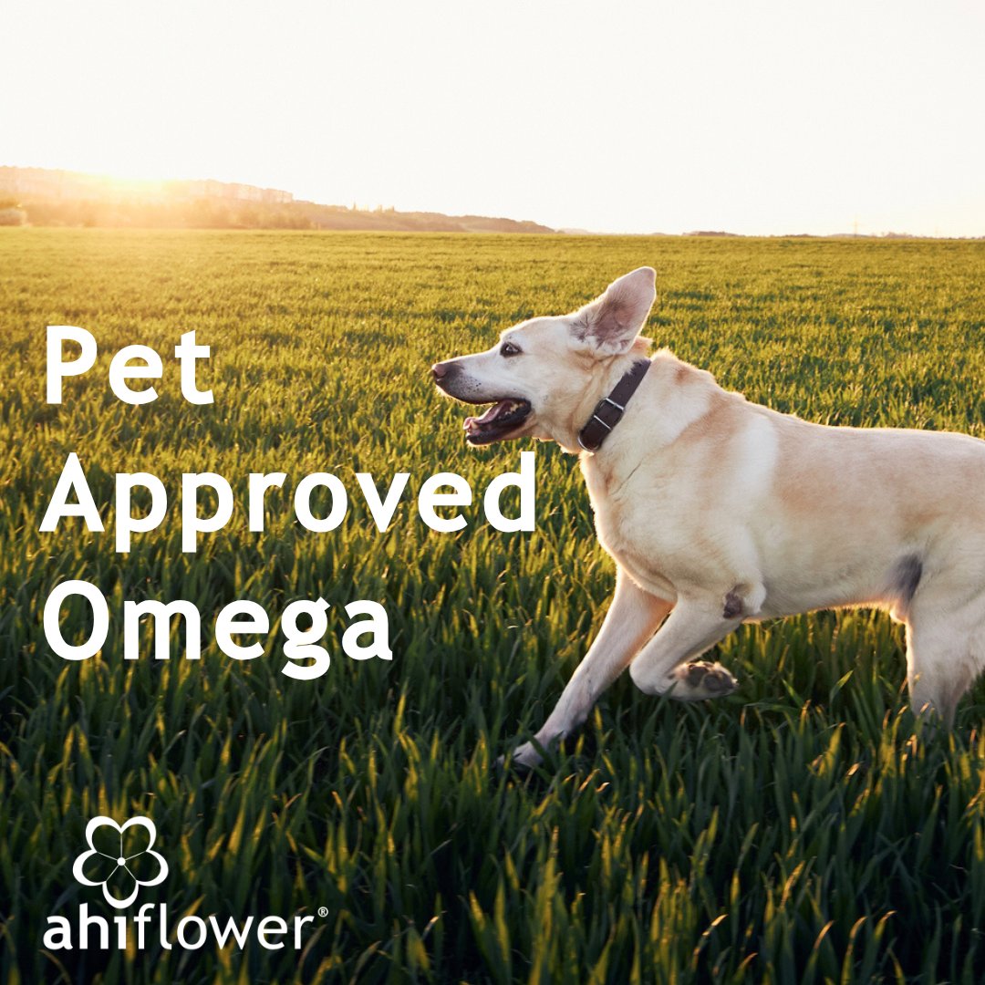 As a sustainable, #plant-based source of #omega-3, 6, and 9 fatty acids, #Ahiflower offers a balanced profile of essential nutrients that supports #canine joint health, skin condition, and overall vitality with a sensory experience animals will enjoy.
 naturescrops.com/animalwellness.