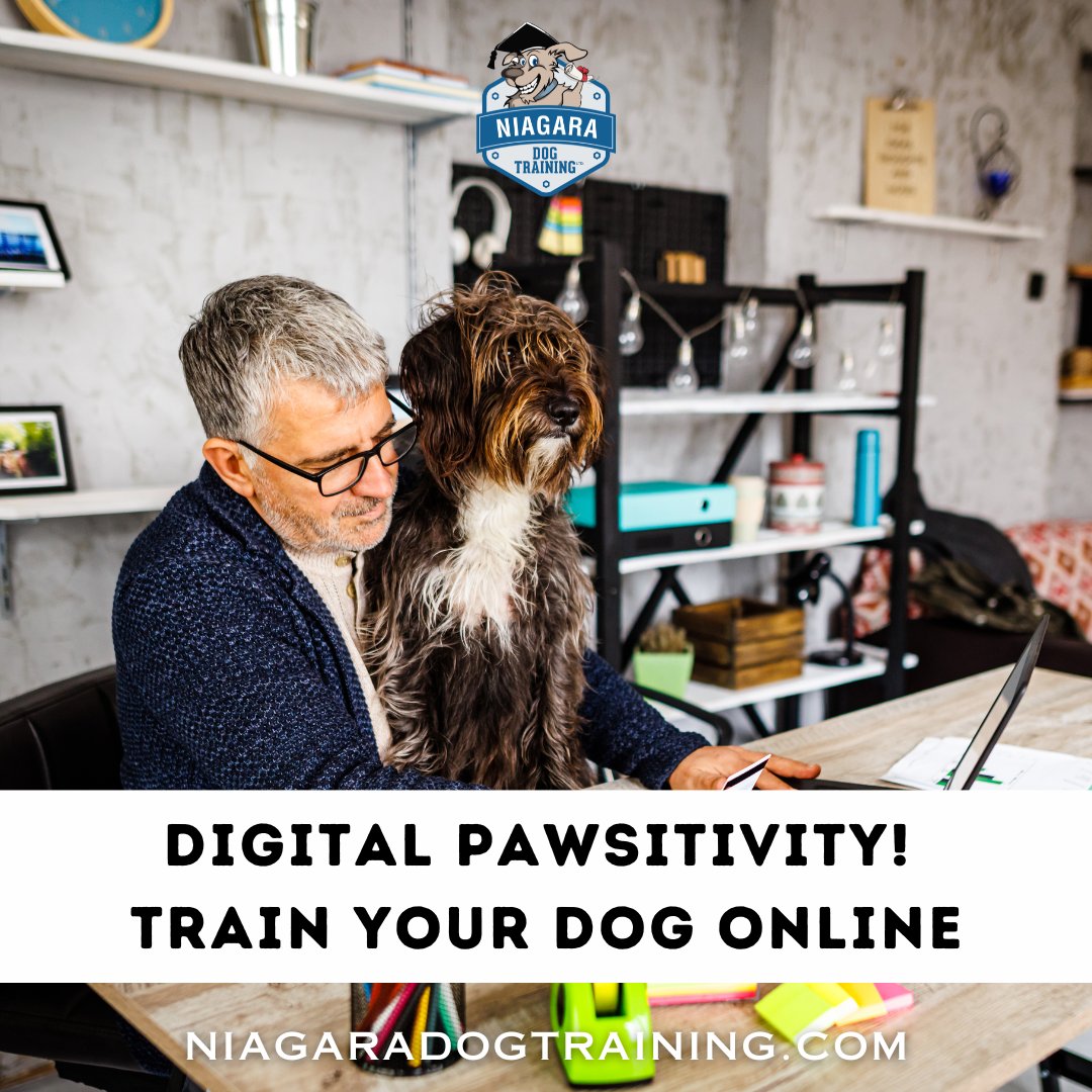 Digital Pawsitivity! 🖥️🐕 Embrace online dog training with Niagara Dog Training. Expert guidance is just a click away—train from home and see amazing progress. Flexible, fun learning awaits!
#OnlineDogTraining #DigitalPawsitivity #NiagaraDogTraining