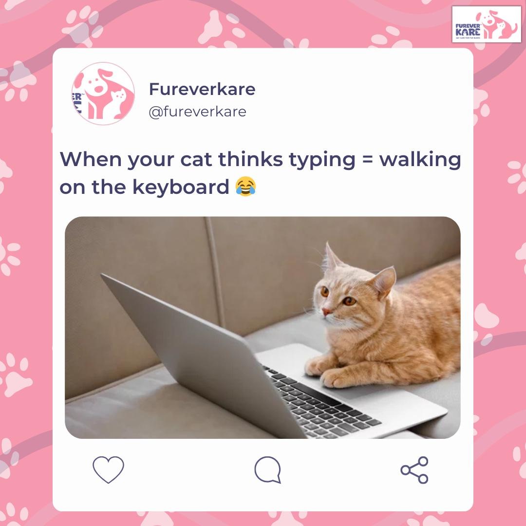 FureverKare's tweet photo. When your cat decides two hands aren't enough 🙄
Now her paws are typing away 🐾💻🤣
#meme #explore #viral #fun #catfun #catfunnyvideo #laugh #pets #funnymemes #catfunnyvideo https://t.co/mXntsJZHwb