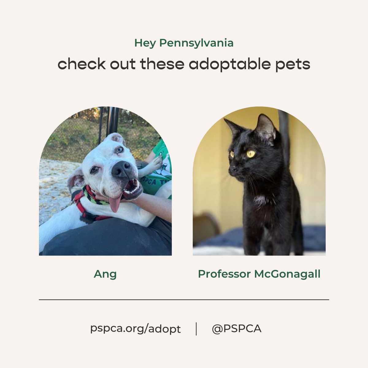 Freshpet's tweet image. Here are our very special pets of the month from The Pennsylvania SPCA @pspca! These amazing animals are looking for their furever homes, and they&apos;d love the chance to meet you! 💚 #adoptablepets