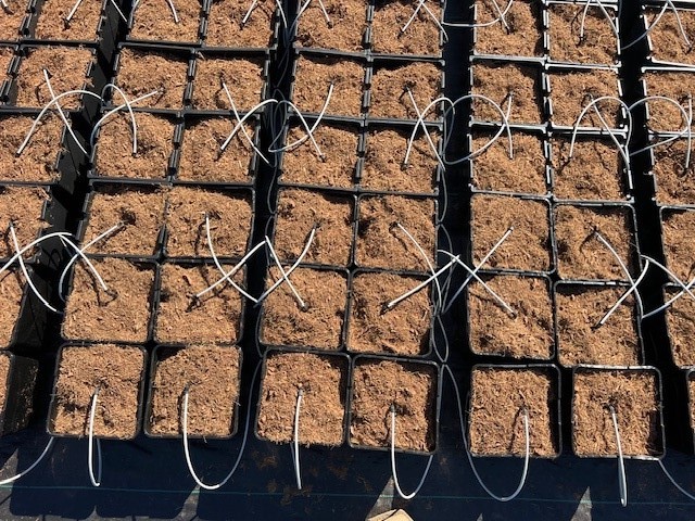 NetafimUSA's tweet image. At Netafim, we take pride in delivering innovative #turnkeysolutions that empower growers to thrive. Our latest project on the Central Coast is a prime example—designed to optimize strawberry yields with precision irrigation! 🍓 Ready to boost your harvest? Ask us how! #Netafim