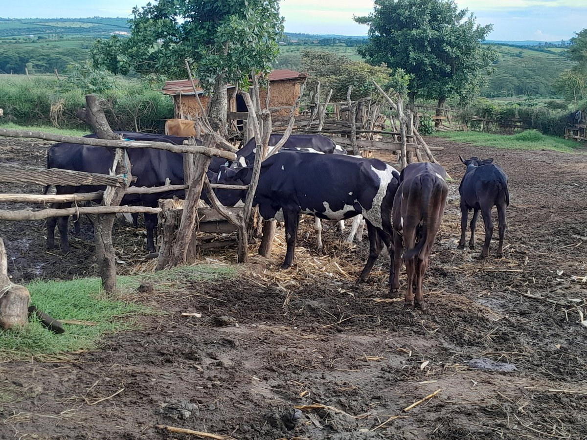 AGRONOMME 🇷🇼 tweet media